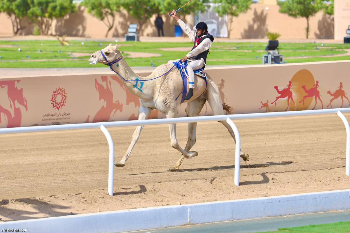 الهجانة.. صدارة سعودية